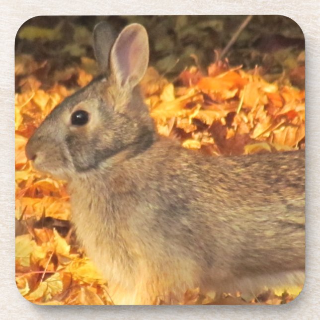 Posavasos Autumn Bunny (Frente)