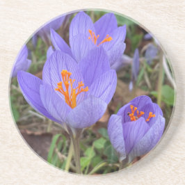 Posavasos Autumn Crocus