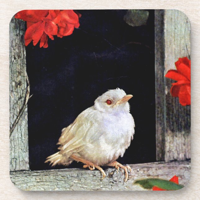 Posavasos Ave albino robin RARE (Frente)