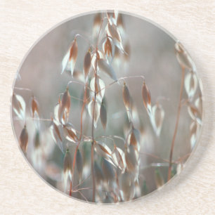 Posavasos Avena Sativa Madura en Primer Plano. Ceres, Boland