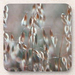 Posavasos Avena Sativa Madura en Primer Plano. Ceres, Boland