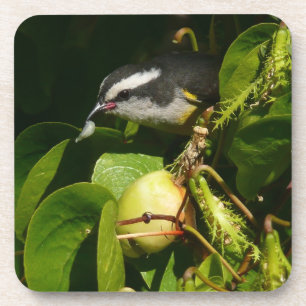 Posavasos Aves Bananaquit comiendo fotografía tropical