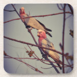 Posavasos Aves de Galah en el árbol 1<br><div class="desc">Aves de Galah en Darwin,  Territorio del Norte,  Australia</div>