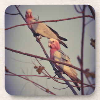 Posavasos Aves de Galah en el árbol 1