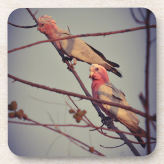 Posavasos Aves de Galah en el árbol 2