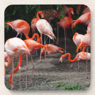 Posavasos Aves tropicales de playa destruyen flamencos