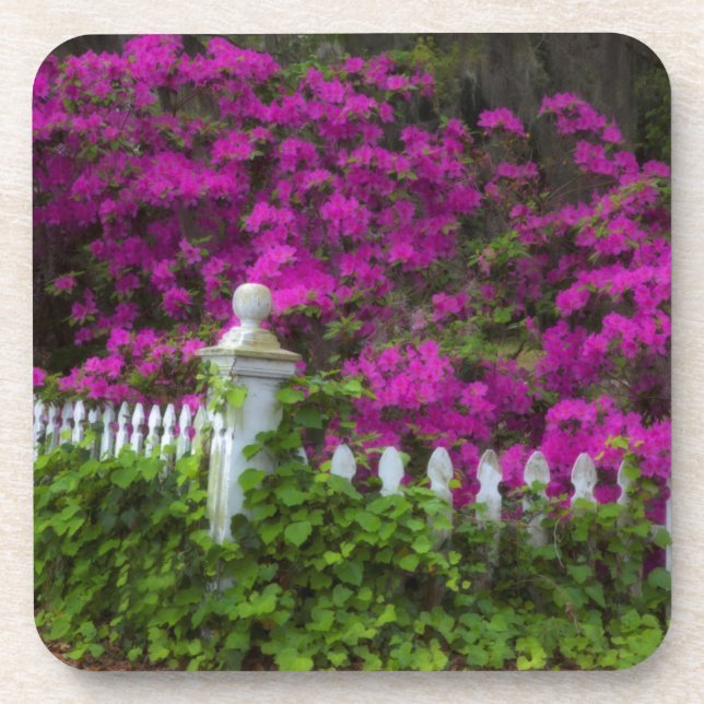 Posavasos Azaleas en primavera en la histórica isla de la es (Frente)