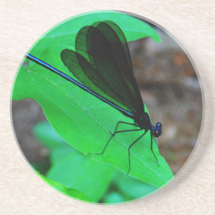 Posavasos Azul de Damselfly sobre una hoja verde.