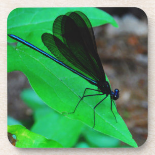 Posavasos Azul de Damselfly sobre una hoja verde.