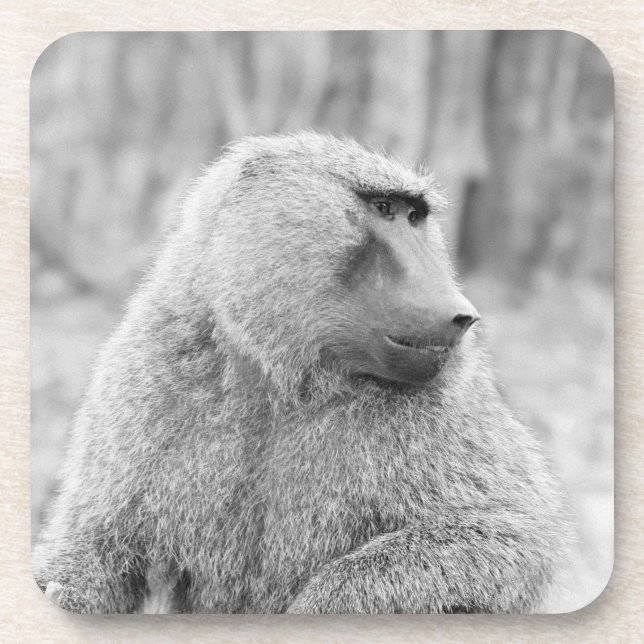 Posavasos Babuino africano (Frente)