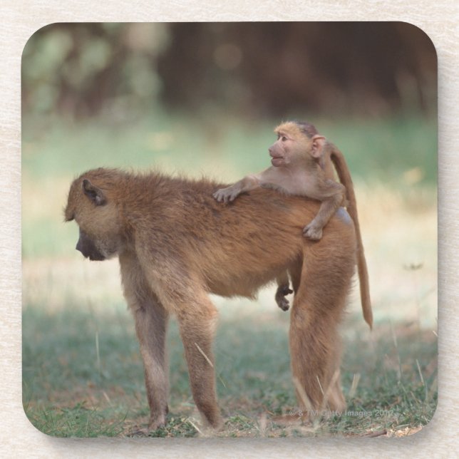 Posavasos Babuino de Anubis (Frente)