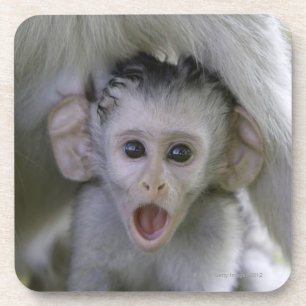 Posavasos Babuino del bebé por debajo su madre