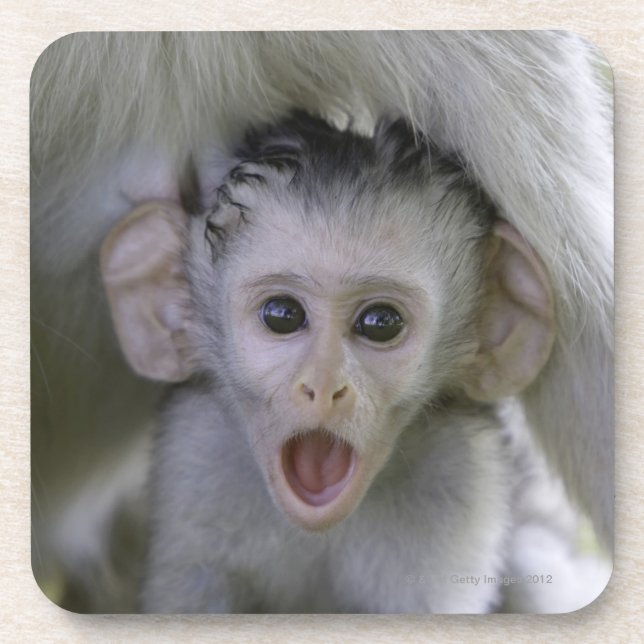 Posavasos Babuino del bebé por debajo su madre (Frente)