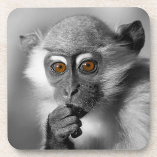 Posavasos Baby Mangabey Monkey