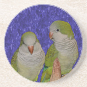 Posavasos Baby Quaker Parrots Animal