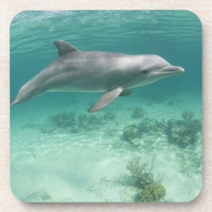 Posavasos Bahamas, Isla Gran Bahama, Freeport, Cautivo 6