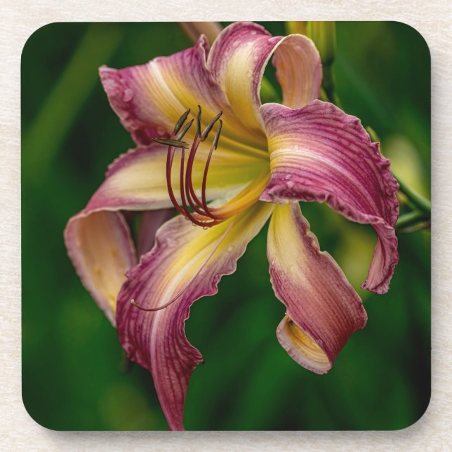 Posavasos Bailarina Northwind Daylily (Frente)