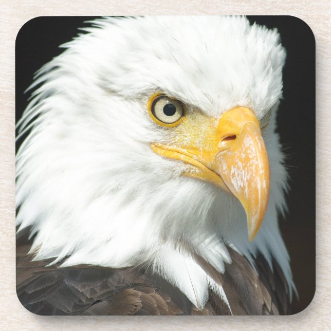 Posavasos Bald Eagle (Frente)