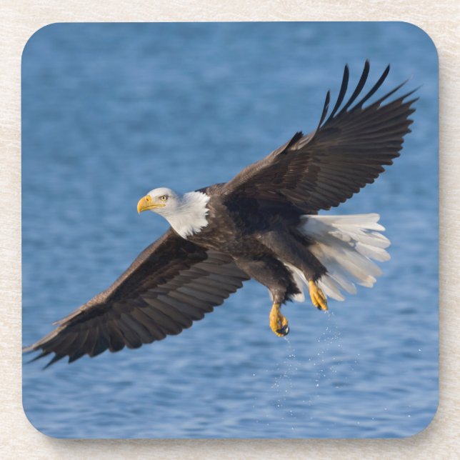 Posavasos Bald eagle in flight (Frente)