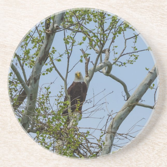 Posavasos Bald Eagle Smile (Frente)