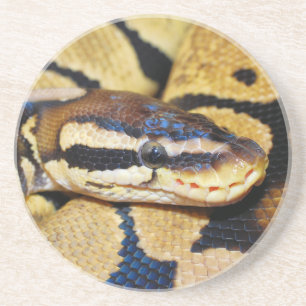 Posavasos Ball en cocido Python Closeup