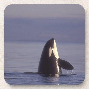 Posavasos Ballena asesina de orca (orcinus) en spyhopping ce