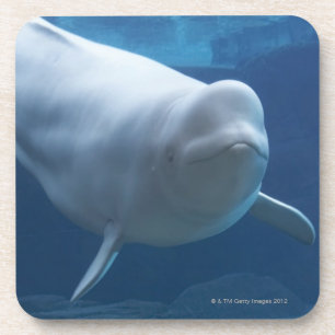Posavasos Ballena de la beluga (leucas del Delphinapterus)