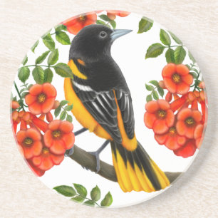 Posavasos Baltimore Oriole en práctico de costa de las vide