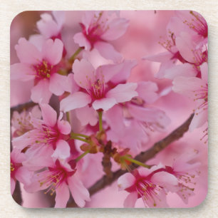 Posavasos Bañado en flores de cerezo japonesas rosadas