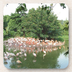 Posavasos bandada de flamencos