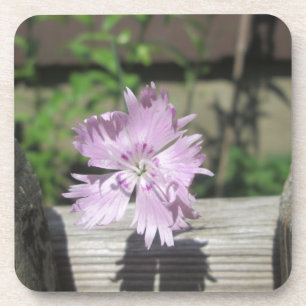 Posavasos Baños Rosa Dianthus sobre la cerca