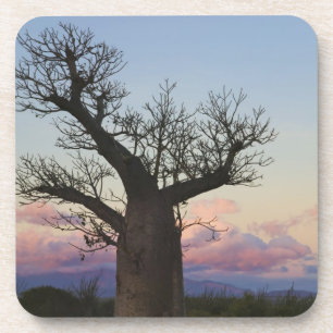 Posavasos Baobab, Berenty, Toliara, Madagascar
