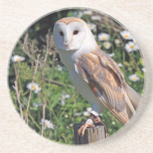 Posavasos Barn Owl