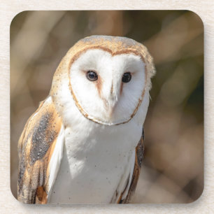 Posavasos Barn Owl