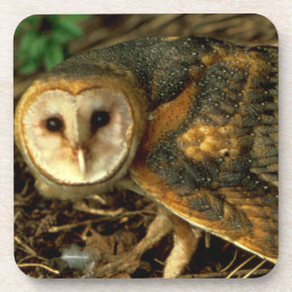 Posavasos Barn Owl