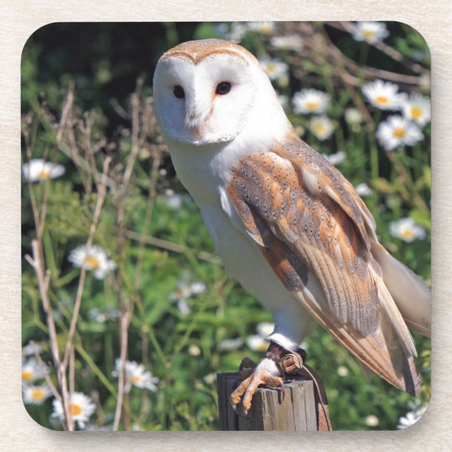 Posavasos Barn Owl (Frente)