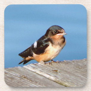 Posavasos Barn Swallow conjunto de 6 castradores