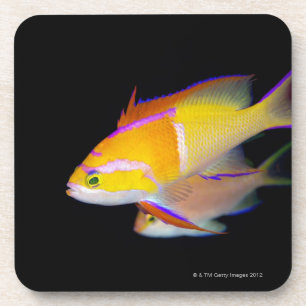 Posavasos Barra blanca Anthias