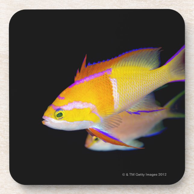 Posavasos Barra blanca Anthias (Frente)