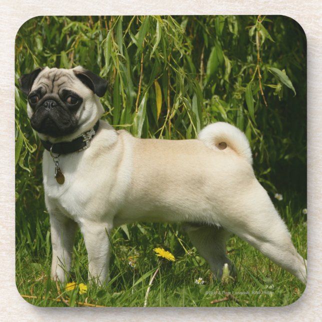 Posavasos Barro amasado que mira la cámara (Frente)