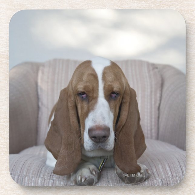 Posavasos Basset Hound (Frente)