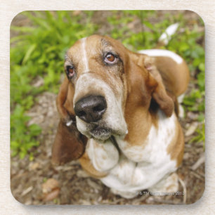 Posavasos Basset Hound 2
