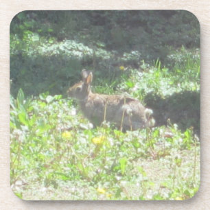 Posavasos Bastones de conejito salvaje - Conjunto de 6