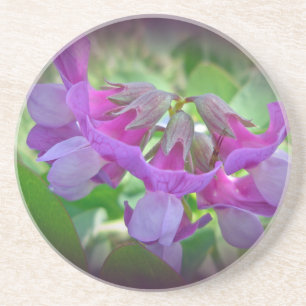 Posavasos Beach Pea - Lathyrus japonicus - Wildflower