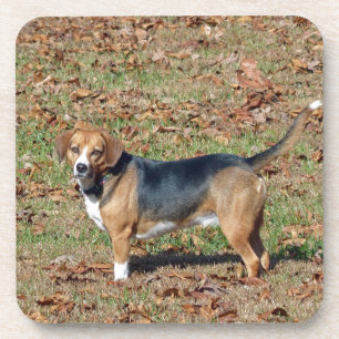 Posavasos Beagle
