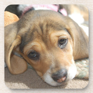 Posavasos Beagle Puppy Coasters