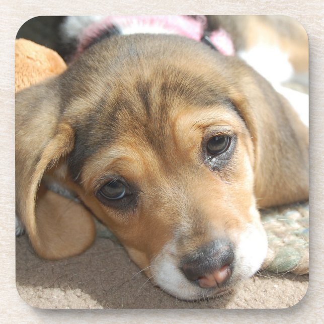 Posavasos Beagle Puppy Coasters (Frente)