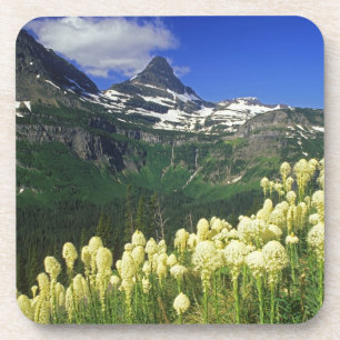 Posavasos Beargrass en Logan Pass en Glacier National Park