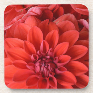 Posavasos Beautiful red dahlia flowers