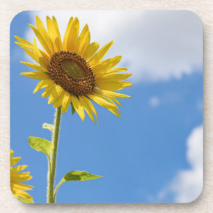 Posavasos beautiful sun flowers with cloudy blue sky